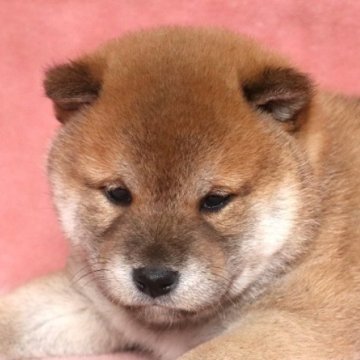 柴犬(標準サイズ)【和歌山県・男の子・2024年2月25日・赤】の写真「ぽっちゃりとして可愛い男の子」